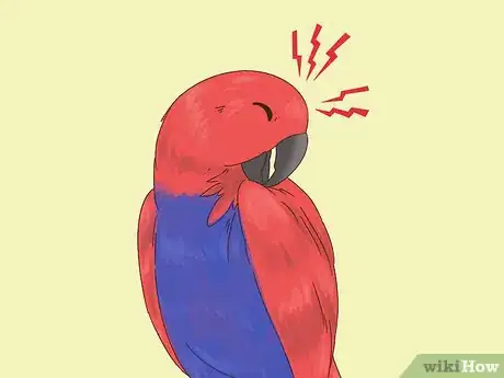 Imagen titulada Know if an Eclectus Is Right for You Step 8