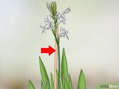 Imagen titulada Grow Tuberose Step 10