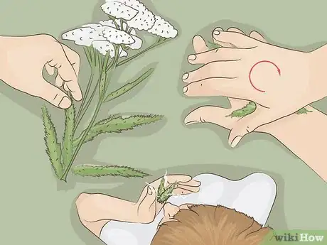 Imagen titulada Harvest Yarrow Step 3