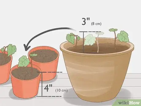 Imagen titulada Grow Grapes from Seeds Step 7