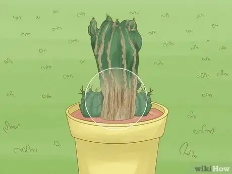 Imagen titulada Grow a Cactus Step 15