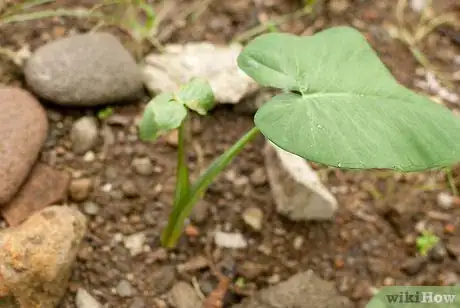 Imagen titulada Grow Elephant Ear Plants Step 8