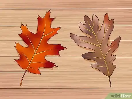 Imagen titulada Identify Oak Trees Step 6