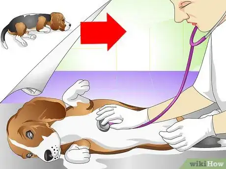 Imagen titulada Cure a Dog's Stomach Ache Step 20