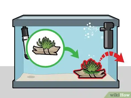 Imagen titulada Grow Java Moss Step 12