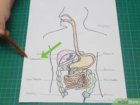 Imagen titulada Draw a Model of the Digestive System Step 18