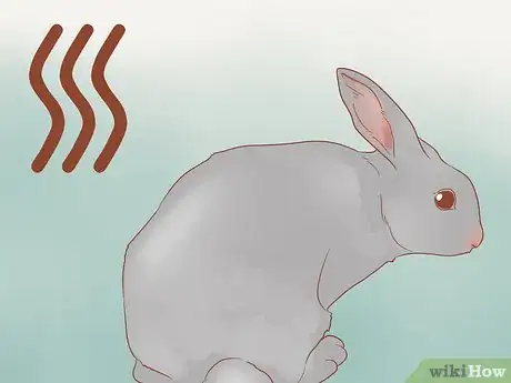 Imagen titulada Stop a Rabbit from Smelling Step 1