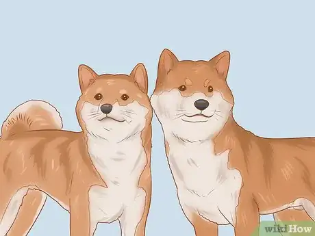 Imagen titulada Choose a Shiba Inu Puppy Step 13