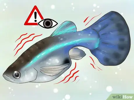 Imagen titulada Find Out if Your Guppy Is Pregnant Step 3