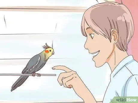 Imagen titulada Buy a Pet Cockatiel Step 10