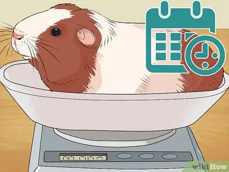 Imagen titulada Care for a Guinea Pig with Pneumonia Step 14