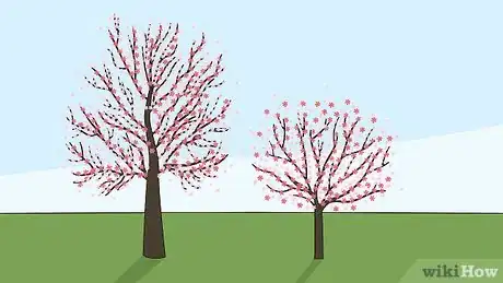 Imagen titulada Grow a Cherry Blossom Tree Step 16