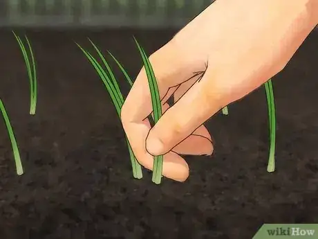 Imagen titulada Grow Green Onions Step 4