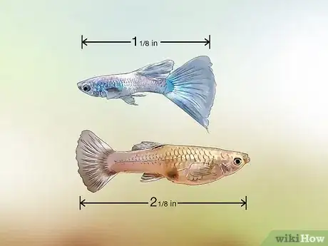 Imagen titulada Identify Male and Female Guppies Step 2