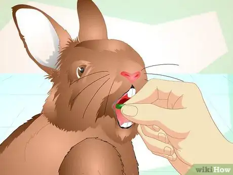 Imagen titulada Deliver Oral Medication to Rabbits Step 7