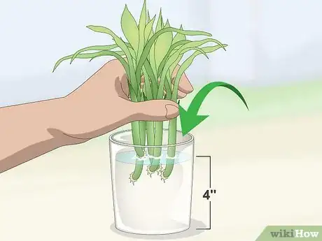 Imagen titulada Propagate Lucky Bamboo Step 5