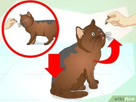 Imagen titulada Teach Your Cat to Do Tricks Step 9