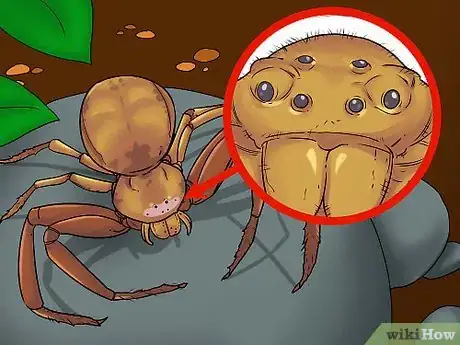 Imagen titulada Identify a Crab Spider Step 5