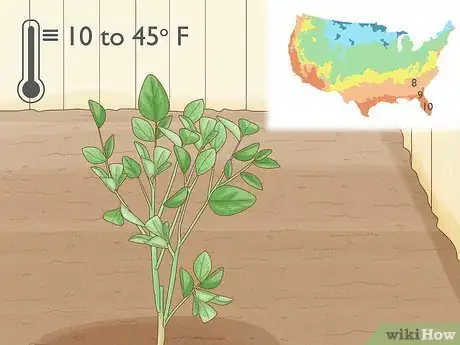 Imagen titulada Grow an Orange Tree Step 10