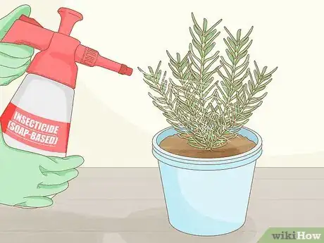 Imagen titulada Grow Rosemary Indoors Step 14