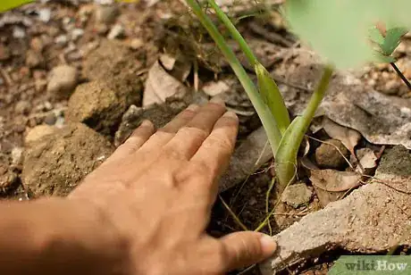 Imagen titulada Grow Elephant Ear Plants Step 9