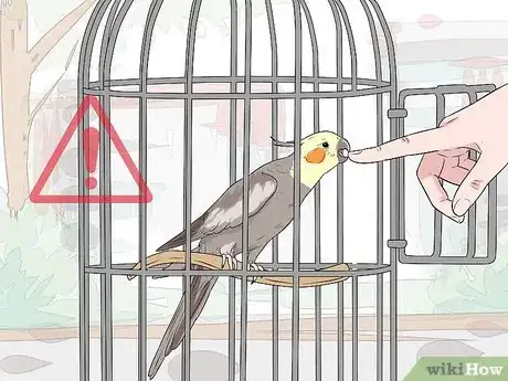 Imagen titulada Handle a Cockatiel Step 1