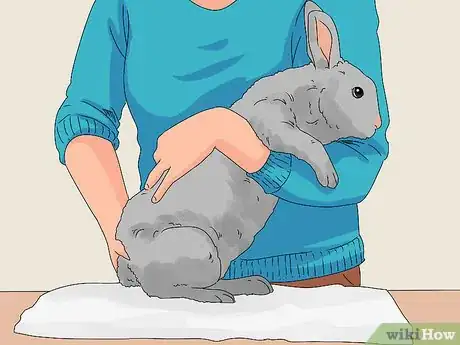Imagen titulada Pick up a Rabbit Step 12