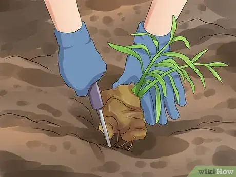 Imagen titulada Grow a Ginger Plant Step 12