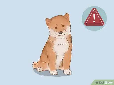 Imagen titulada Choose a Shiba Inu Puppy Step 15