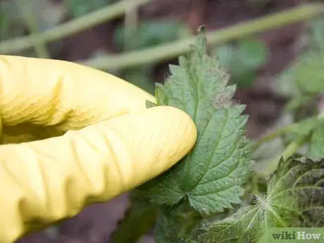 Imagen titulada Make Nettle Tea Step 3