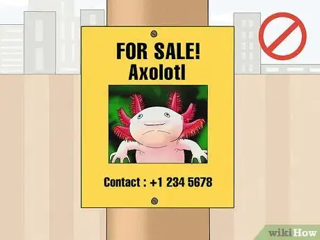 Imagen titulada Help Prevent Axolotl Extinction Step 2