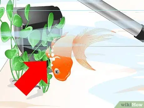 Imagen titulada Cure Goldfish Ich Step 2