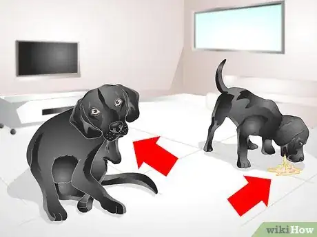 Imagen titulada Apply Advantix for Dogs Step 11