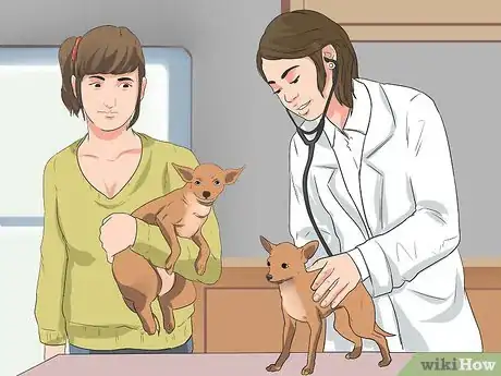 Imagen titulada Help Your Chihuahua During Labor Step 2