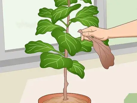 Imagen titulada Revive a Fiddle Leaf Fig Step 1