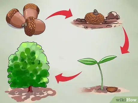 Imagen titulada Identify Oak Trees Step 7