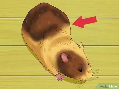 Imagen titulada Know when Your Hamster Is Pregnant Step 5