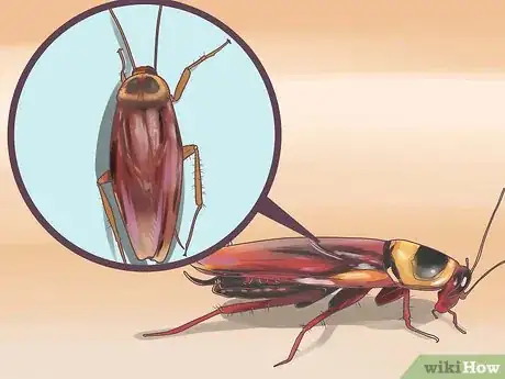 Imagen titulada Identify a Cockroach Step 11
