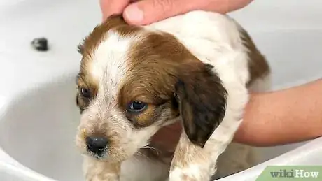 Imagen titulada Bathe a Puppy for the First Time Step 1