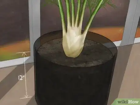 Imagen titulada Grow Fennel Step 3