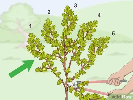 Imagen titulada Prune Gooseberries Step 1