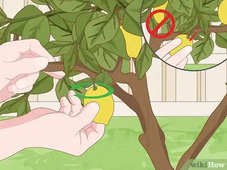 Imagen titulada Care for a Lemon Tree Step 12