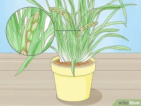 Imagen titulada Grow Cymbidium Orchids Step 1