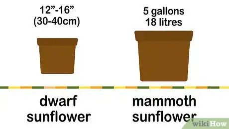 Imagen titulada Grow a Sunflower in a Pot Step 3