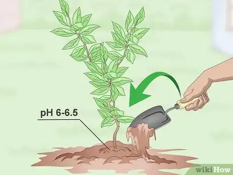 Imagen titulada Germinate Tree Seeds Step 20