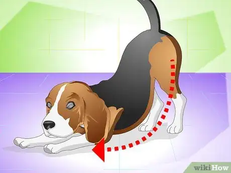 Imagen titulada Cure a Dog's Stomach Ache Step 13