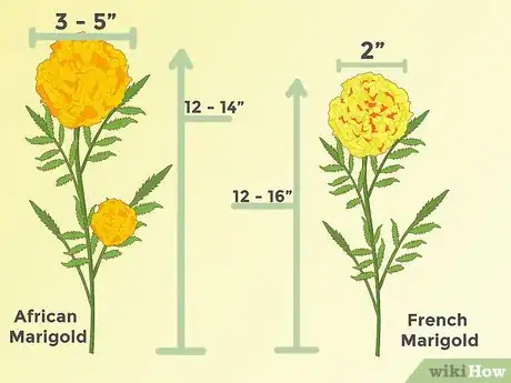 Imagen titulada Grow Marigolds Step 5