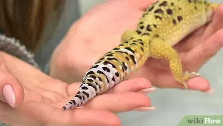 Imagen titulada Have Fun With Your Leopard Gecko Step 6