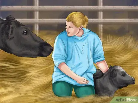 Imagen titulada Tell the Sex of a Newborn Calf Step 1