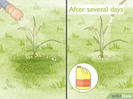 Imagen titulada Get Rid of Nutgrass Step 18